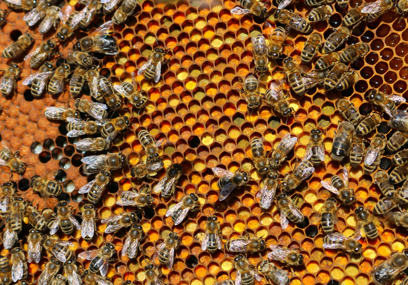 pszczoly2