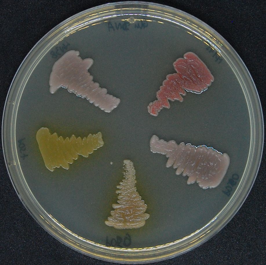 Laboratorium Biotechnologii