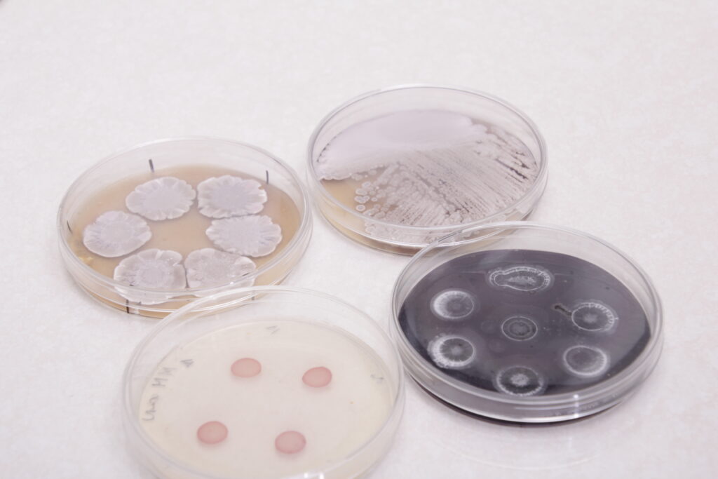 Laboratorium Biotechnologii