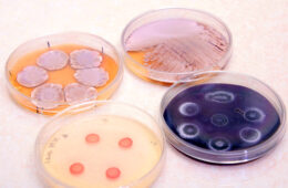 Laboratorium Biotechnologii
